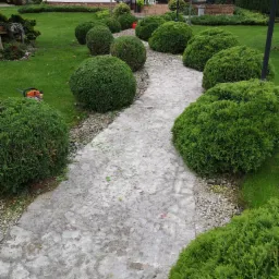 Ścieżka z nieregularnych kamieni prowadząca przez ogród z równo przystrzyżonymi, kulistymi krzewami; na trawniku leży pomarańczowa pilarka spalinowa.