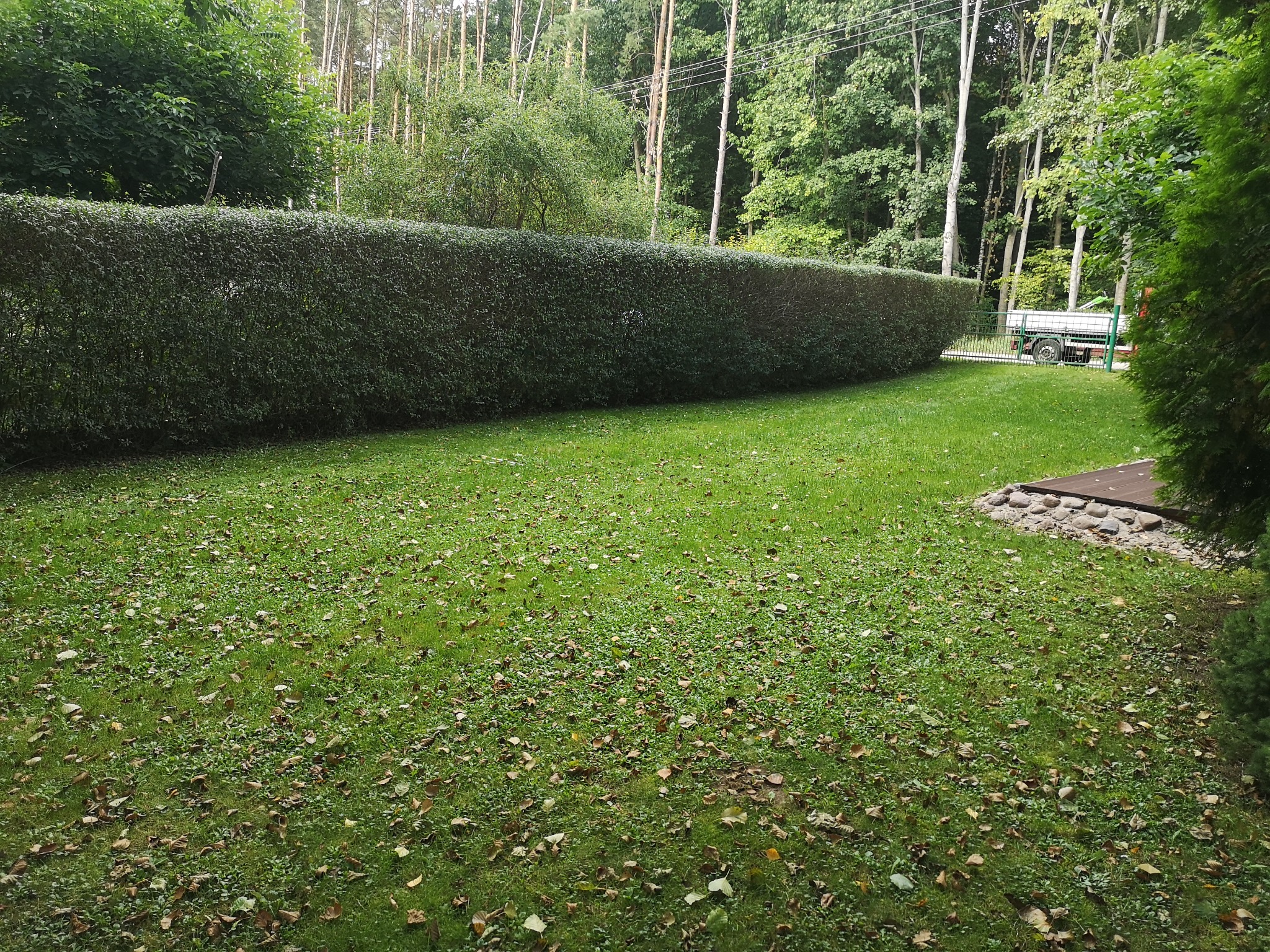 Długi, równo przycięty żywopłot z ciemnozielonych liści oddziela trawnik od drzew. Na trawniku widoczne opadłe liście i drobne chwasty. W tle widoczny samochód z przyczepą.