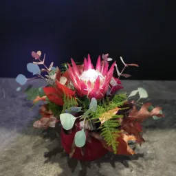 Dekoracja kwiatowa z proteą królewską w czerwonym wazonie, wykonana w Słupcy, z liśćmi eukaliptusa i paproci na szarym tle.