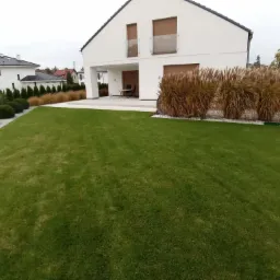 Rozległy, intensywnie zielony trawnik przed nowoczesnym domem z białymi ścianami i elementami z jasnego drewna, ozdobiony rzędami ozdobnych traw pampasowych i białym kamieniem, z widocznymi...