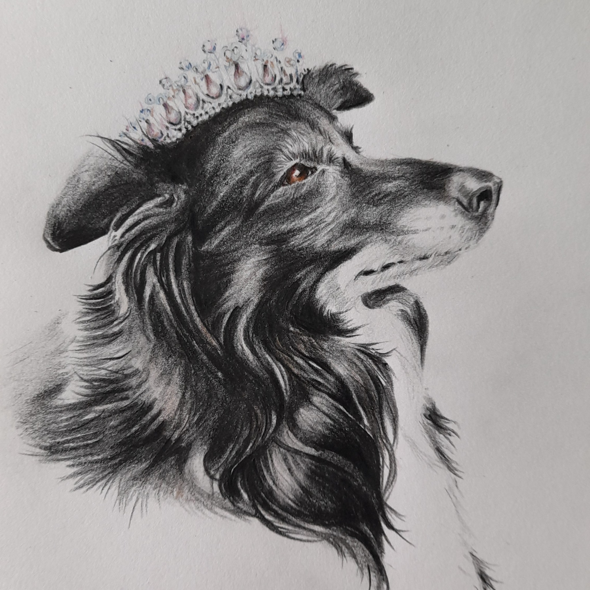 Portret psa 'Diana' Technika: kredka Format A4