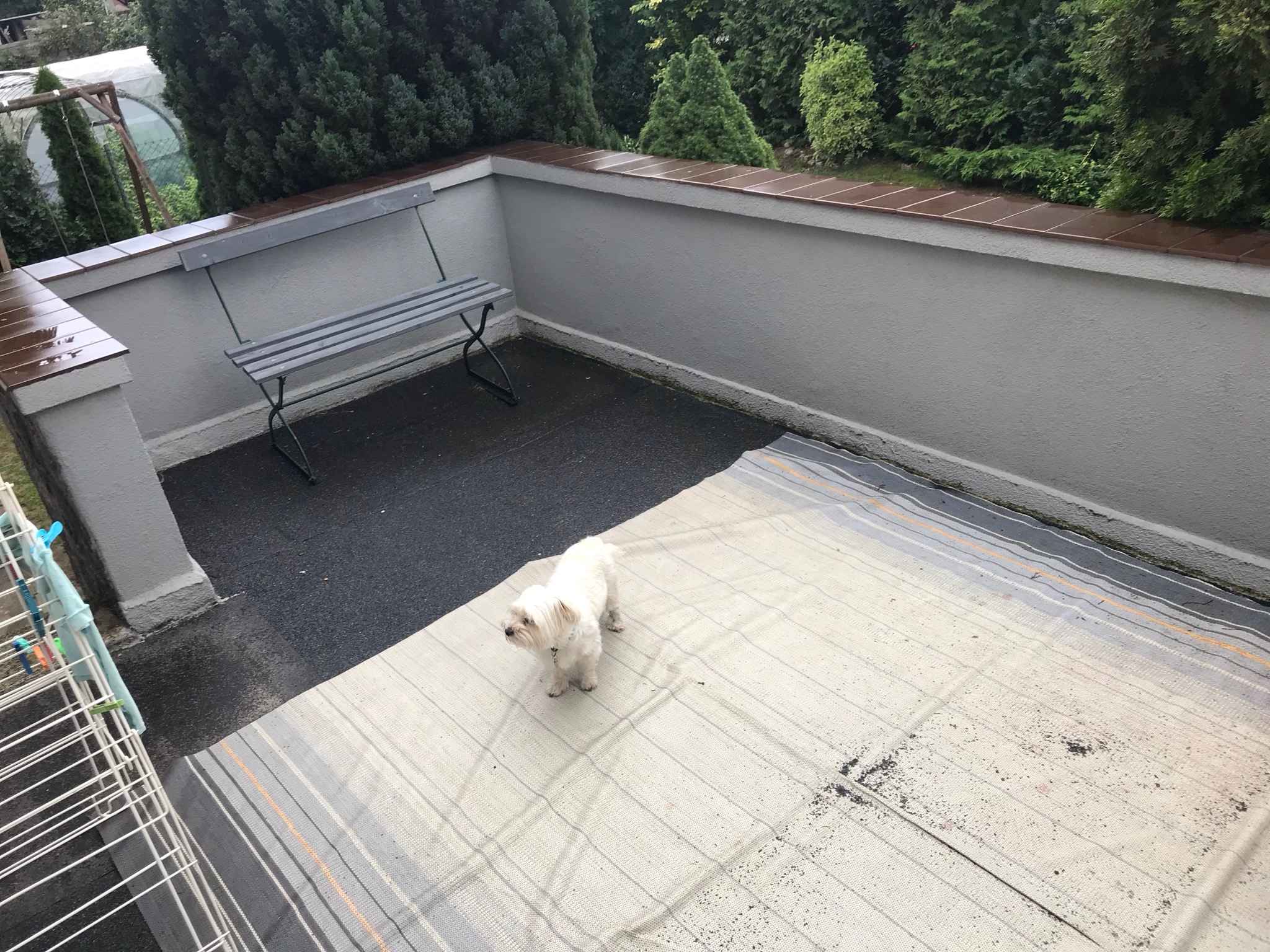 Balkon z szarą ławką, wyłożony czarną gumową nawierzchnią i paskowanym dywanem, na którym stoi mały biały pies rasy Maltańczyk, widok z góry.