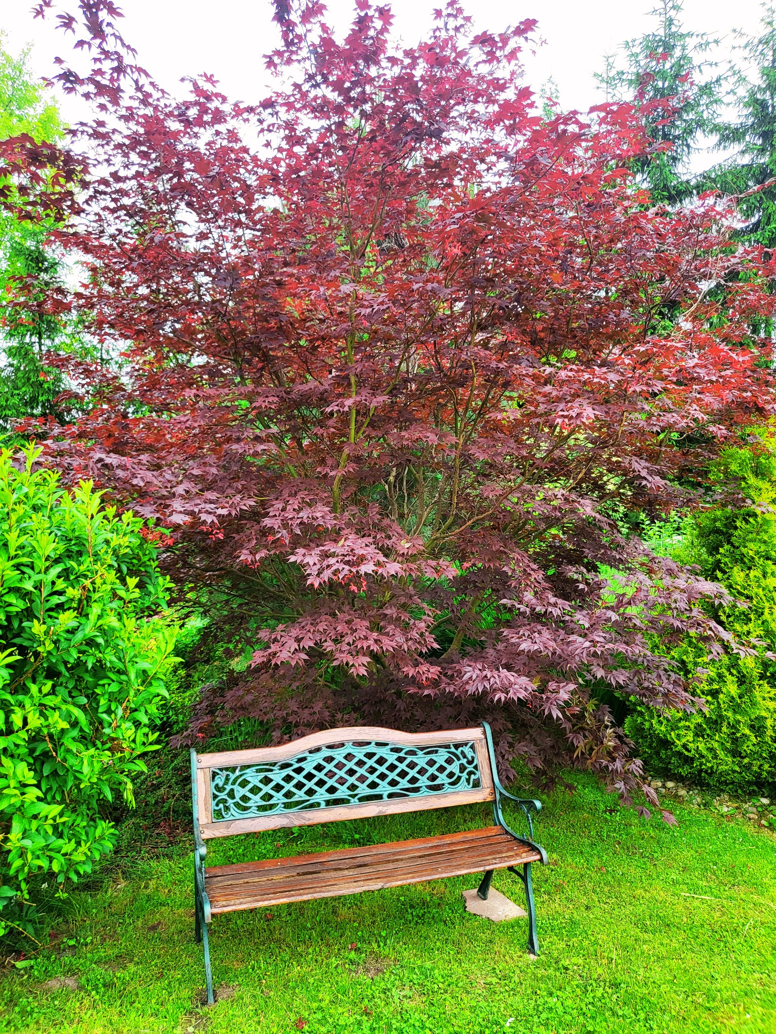 Ogród z ławką przed drzewem o czerwonych liściach, otoczony zielenią.