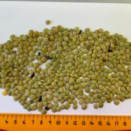 Soczewica zielona ( green lentils) kraj poch Rosja , dostawy całopojazdowe