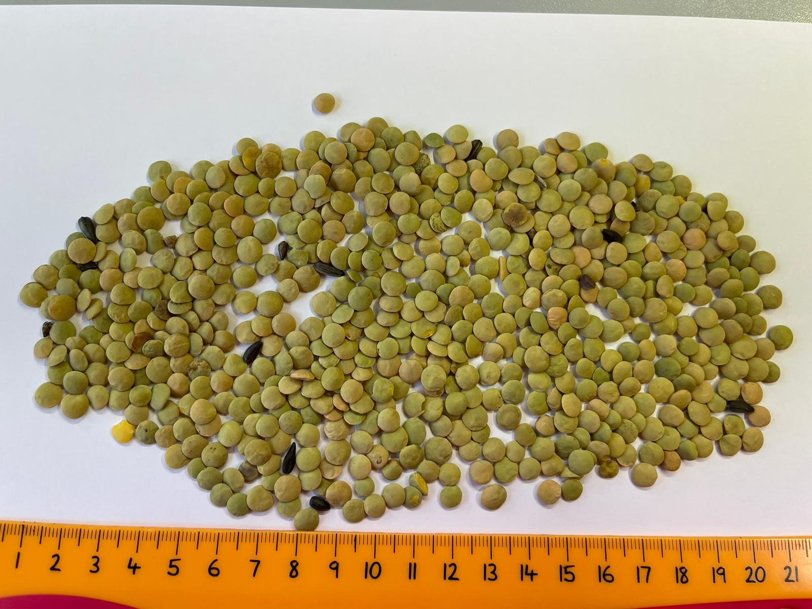 Soczewica zielona ( green lentils) kraj poch Rosja , dostawy całopojazdowe