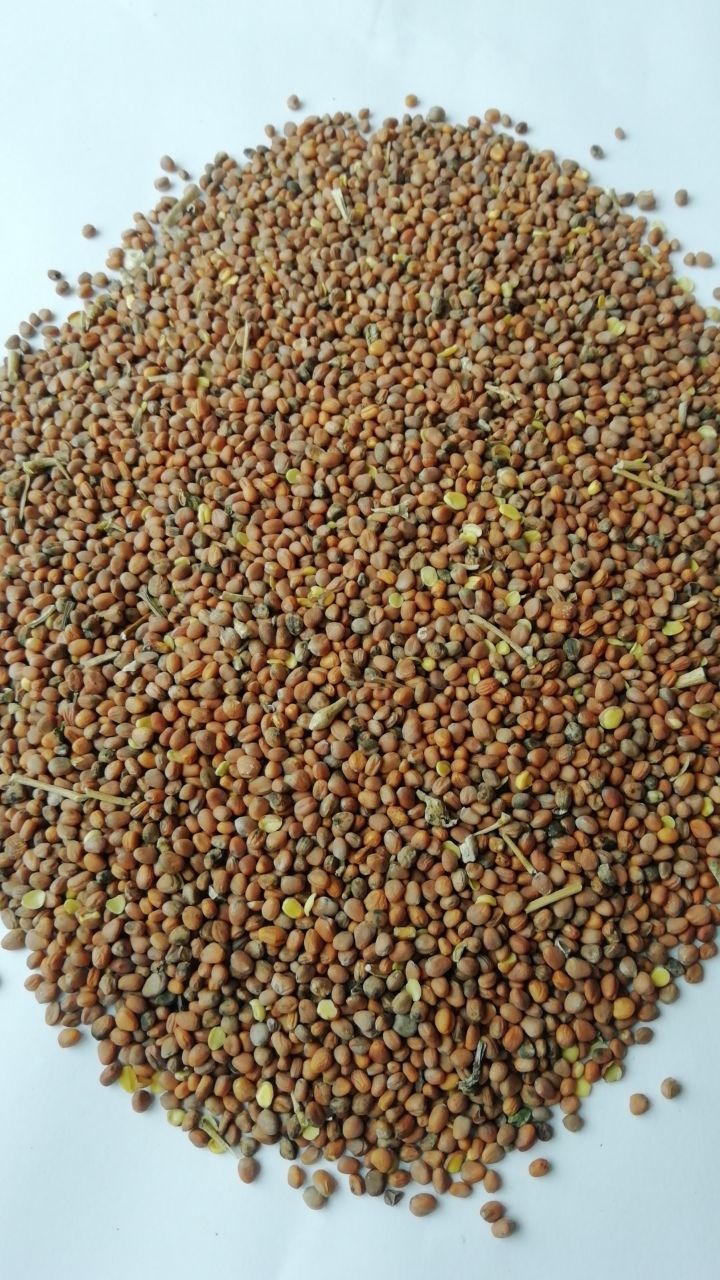 Rzodkiew oleista ( oil riddish)