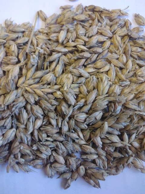 Orkisz nieobłuszczony - kraj Poch Czechy, Niemcy