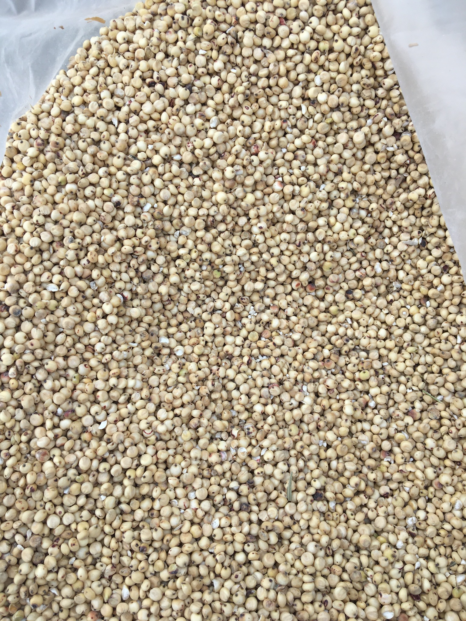 Sorgo Białe( White Sorghum)