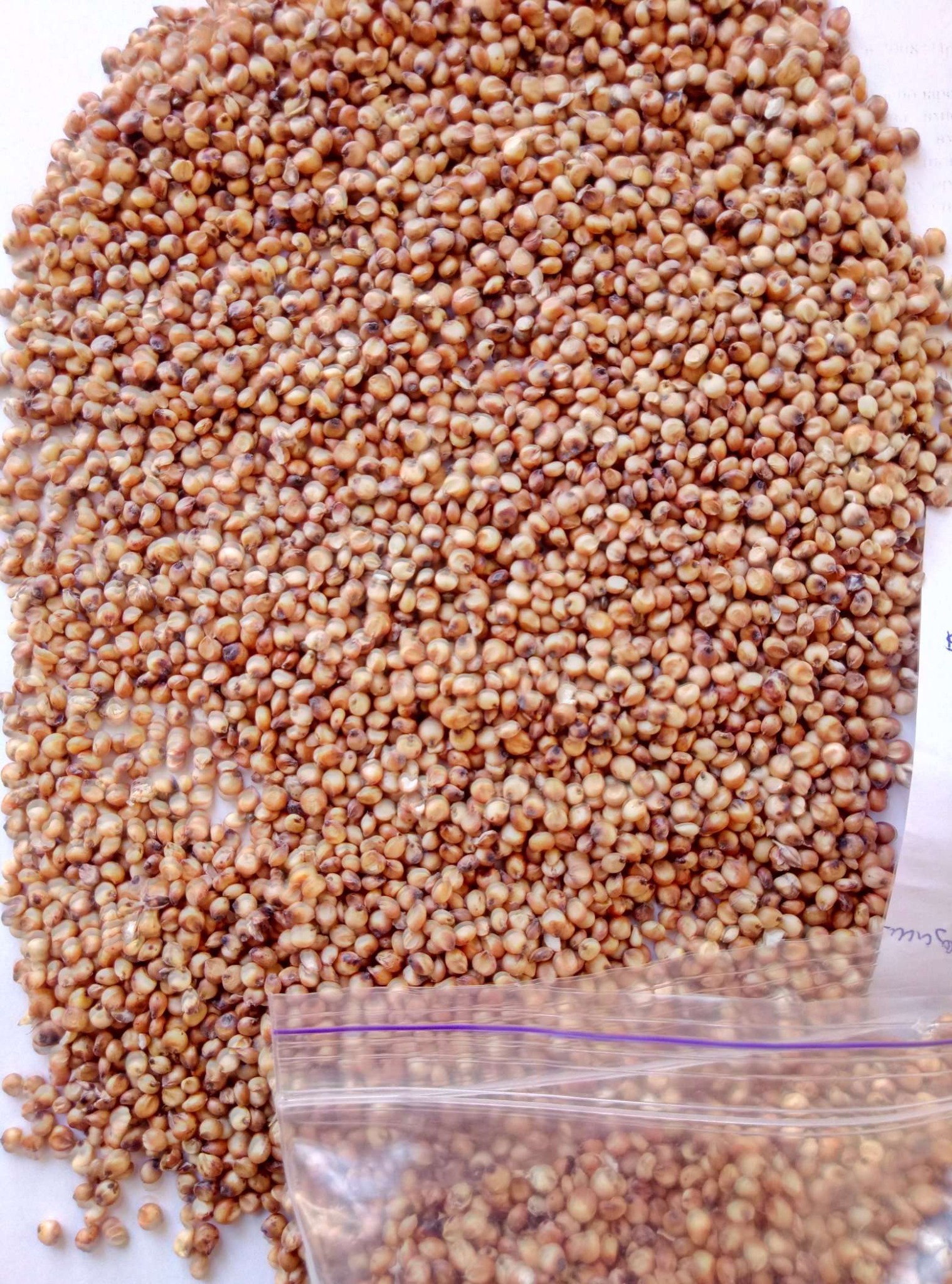 Sorgo czerwone( Red Sorghum)