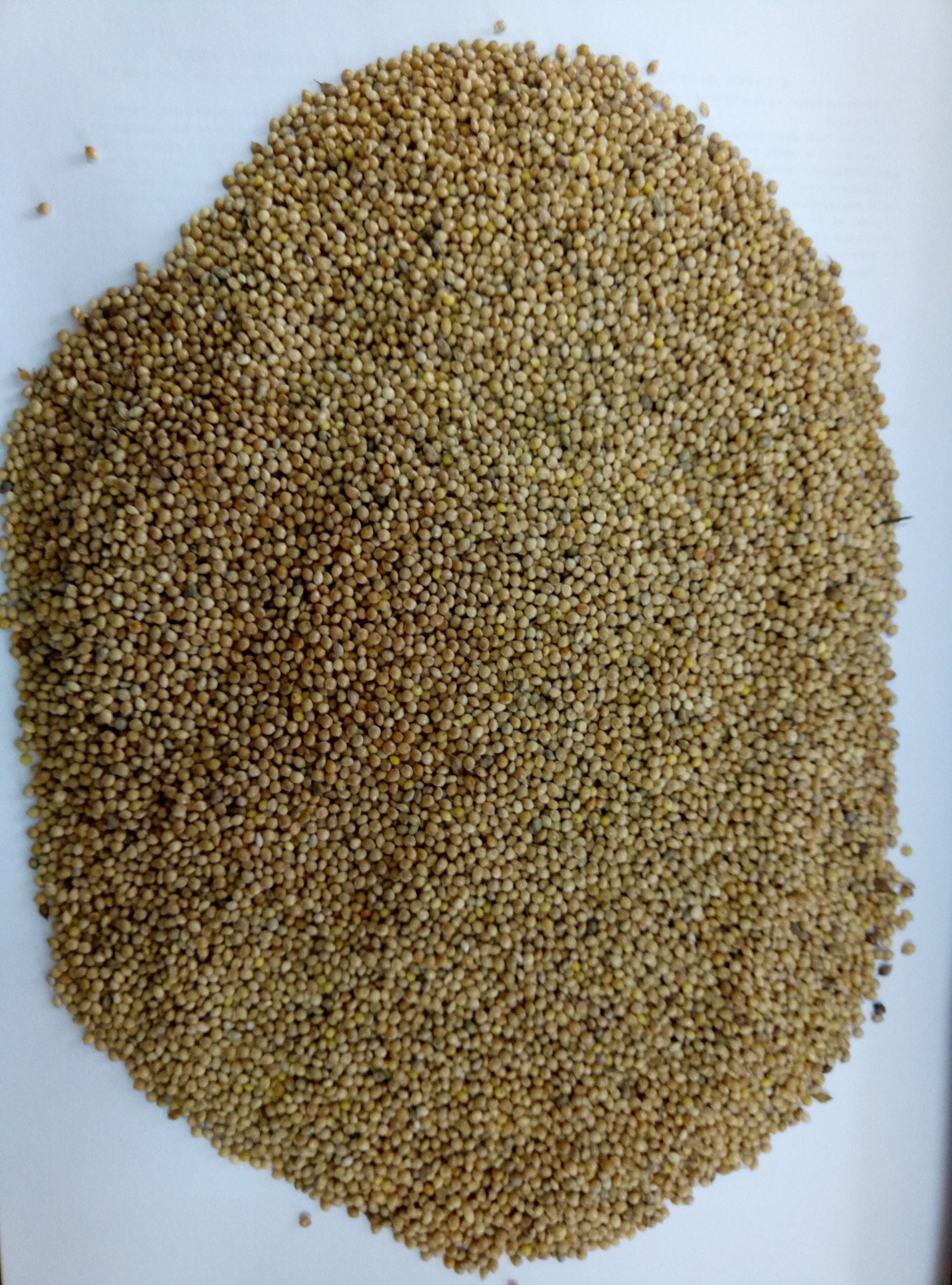 Kępa drobnych, okrągłych nasion o jasnobrązowym zabarwieniu, leżąca na białym tle.