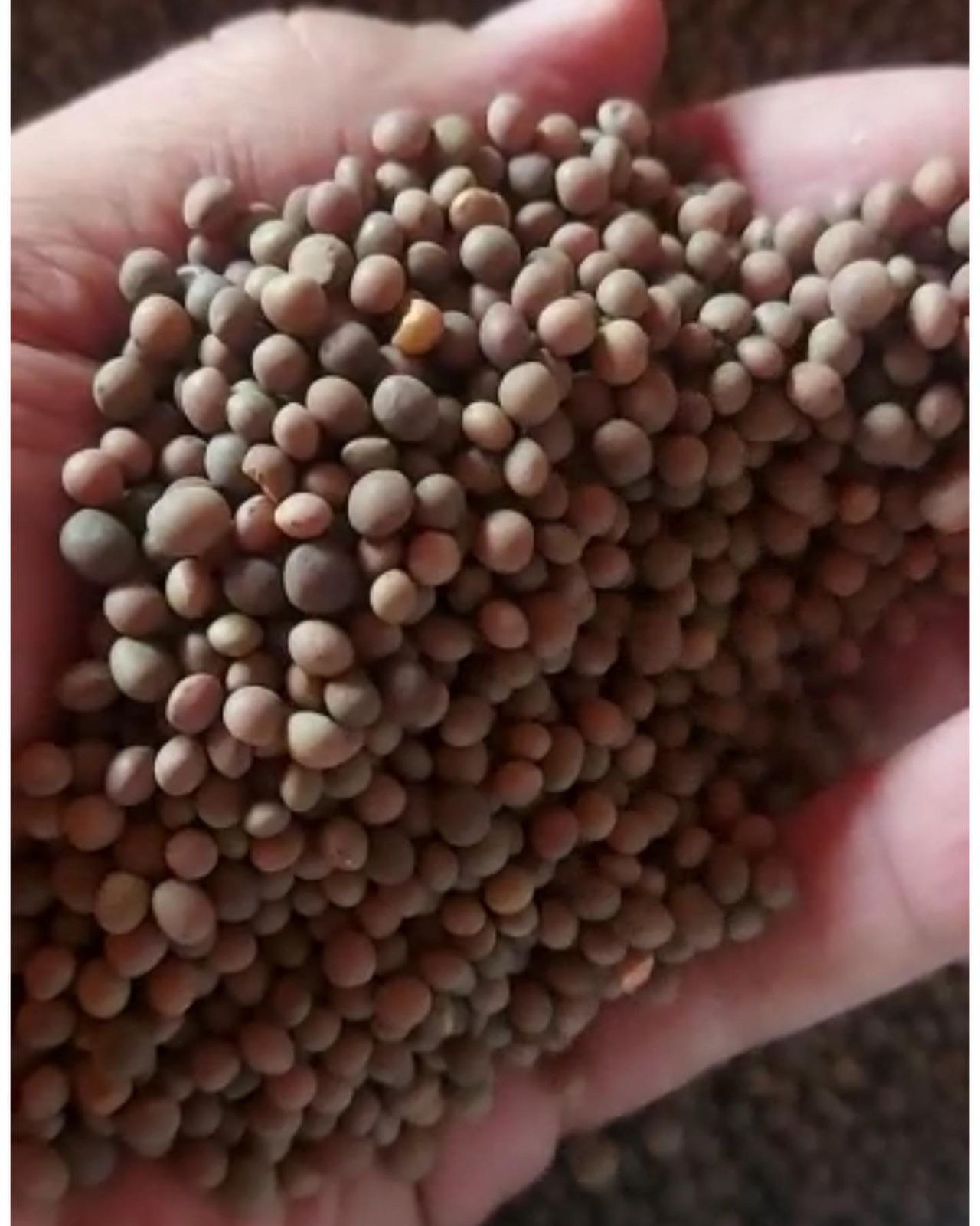 Garść nasion wyki o brązowo-szarym zabarwieniu, z pojedynczym żółtym nasionem pośród nich, w dłoni na rozmytym tle.