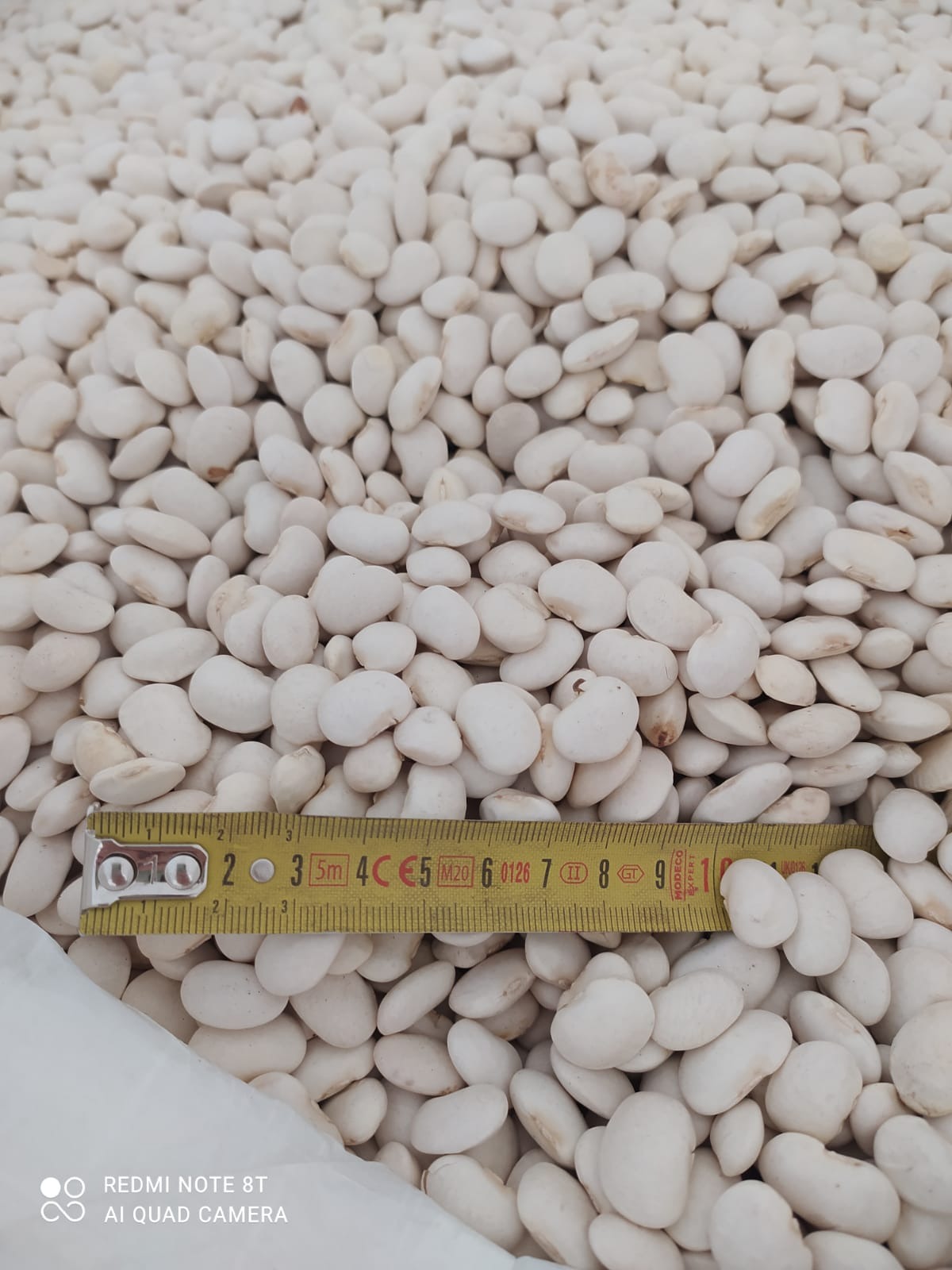 Fasola drobna( Jas karłowy)