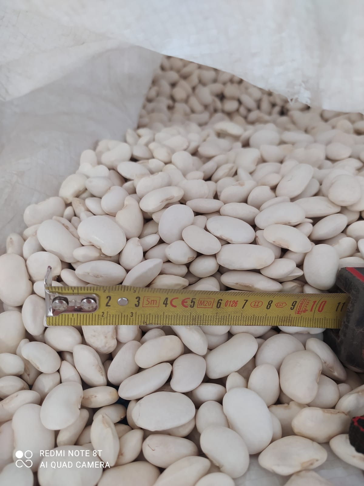 Fasola ( Jas piękny)