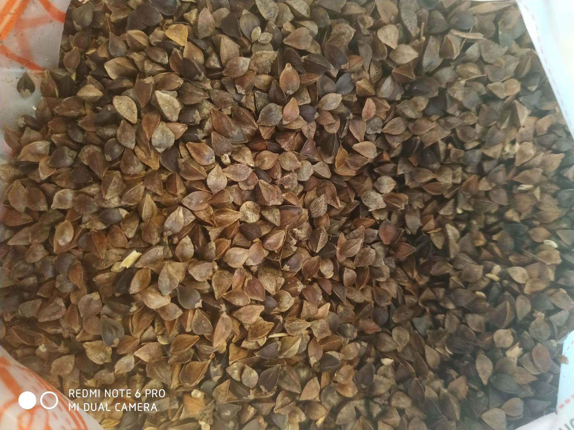 Gryka ekologiczna w przezroczystym worku, widoczne brązowe ziarna o charakterystycznym kształcie, ujęcie z bliska.