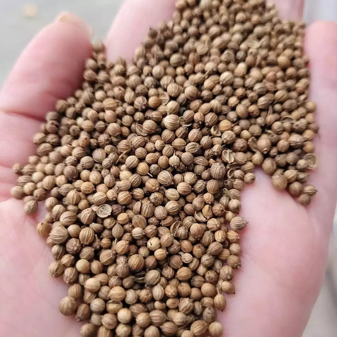 Garść brązowych, okrągłych nasion kolendry na otwartej dłoni, widoczne delikatne struktury na powierzchni nasion.