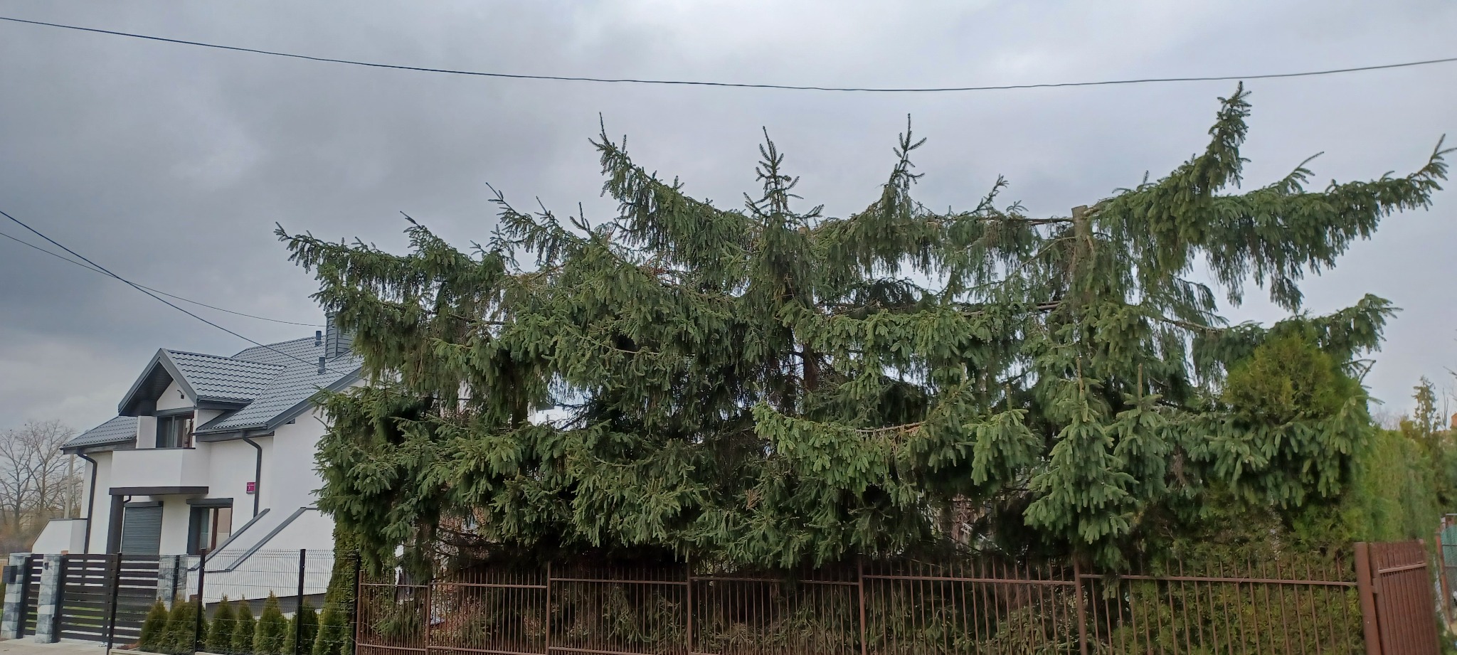 Rozłożysta, zielona choinka z widocznymi śladami cięcia gałęzi, częściowo zasłaniająca ogrodzenie i dom z szarą dachówką w tle, pochmurne niebo.