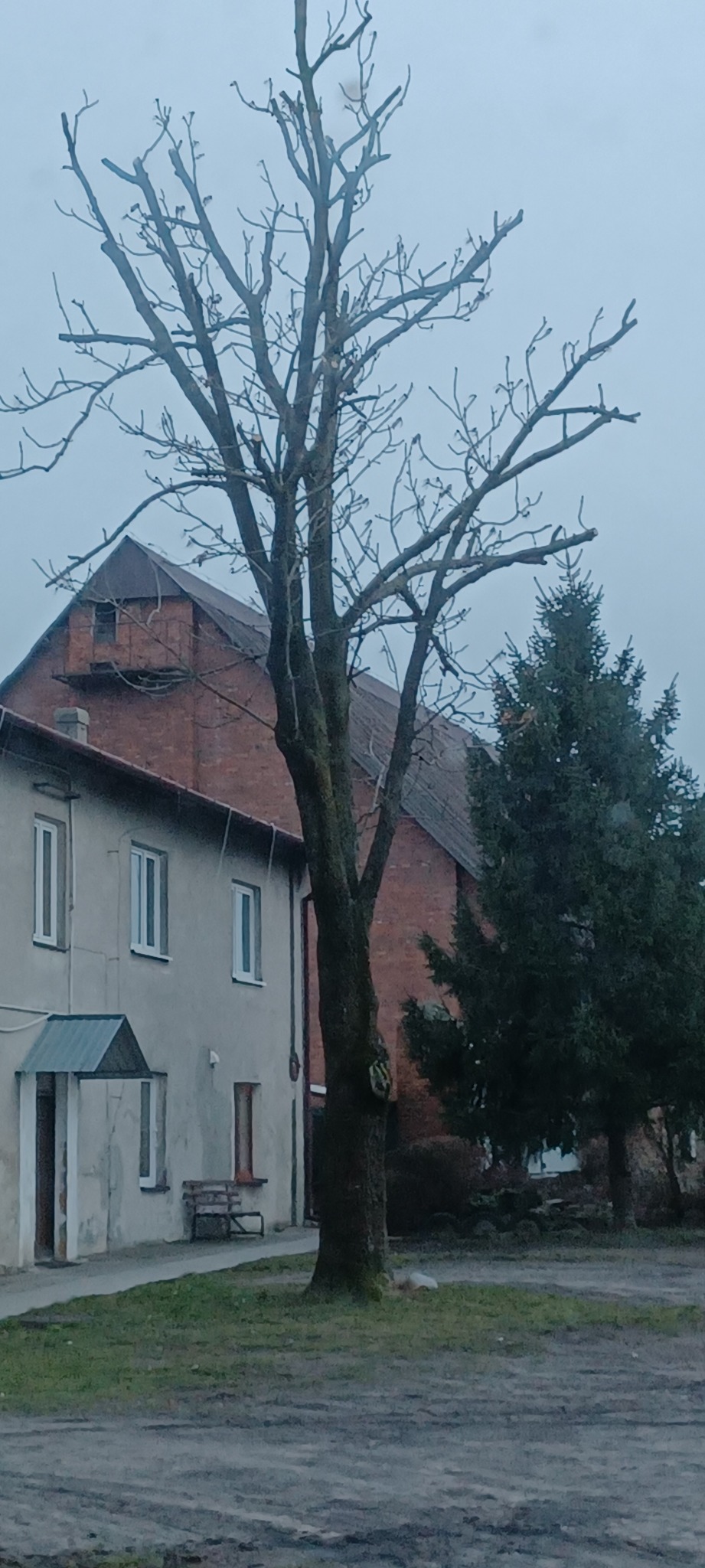 Drzewo z przyciętymi gałęziami przed budynkiem mieszkalnym w pochmurny dzień.