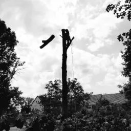 Czarno-białe zdjęcie przedstawia mężczyznę w uprzęży, który przycina wysokie drzewo; odcięty kawałek drewna w locie; w tle budynek i pochmurne niebo.