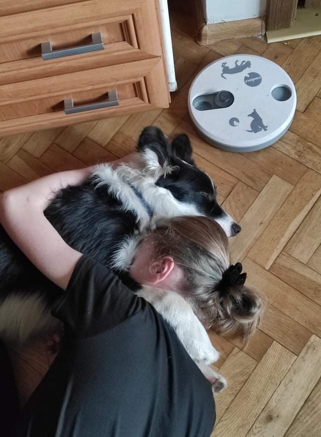 Dziewczyna w czarnej koszulce przytula czarno-białego psa rasy border collie leżącego na parkiecie, obok drewniana szafka i interaktywna zabawka dla psa.