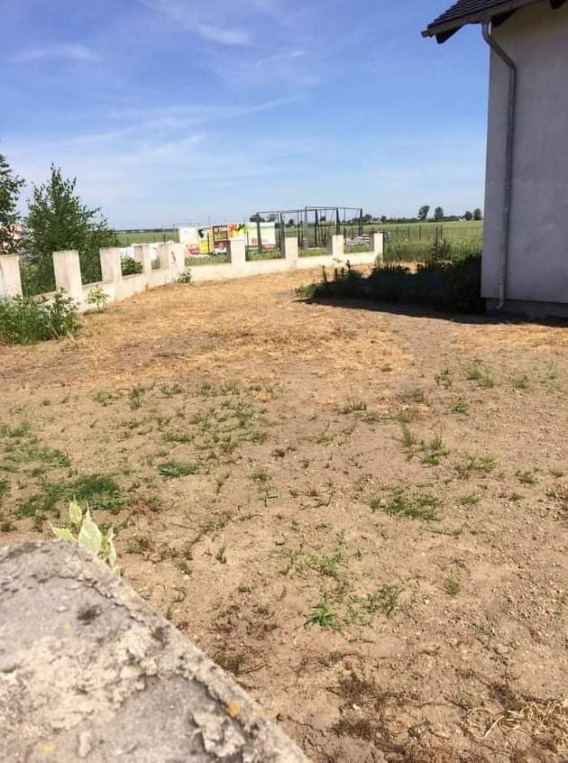 Przygotowany teren pod trawnik, widoczne pozostałości starej trawy i świeżo wschodzące źdźbła, w tle ogrodzenie i budynek.