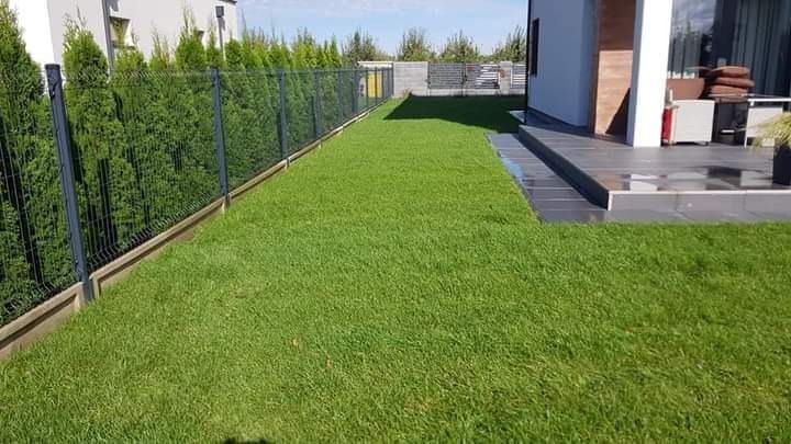 Świeżo założony trawnik z rolki przylegający do nowoczesnego domu z tarasem, obrzeża z kostki oddzielają trawnik od siatki ogrodzeniowej obsadzonej tujami.