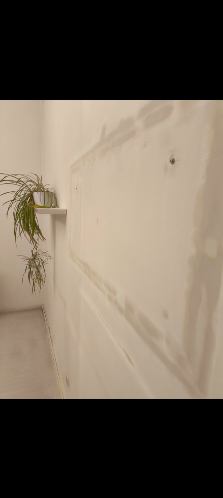 Ściana po nałożeniu gładzi, widoczne ślady po szpachlowaniu. Na ścianie półka z rośliną doniczkową. Przygotowanie do malowania w jasnym wnętrzu.