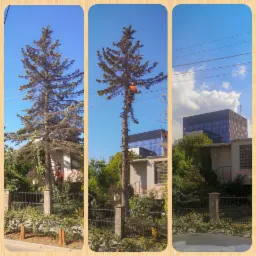 Arborysta w pomarańczowym kombinezonie, zabezpieczony linami, podczas wycinki wysokiej sosny w pobliżu linii energetycznych, na tle budynku mieszkalnego i biurowca.