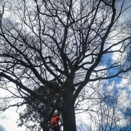 Pielęgnacja drzew klasy pomnikowej