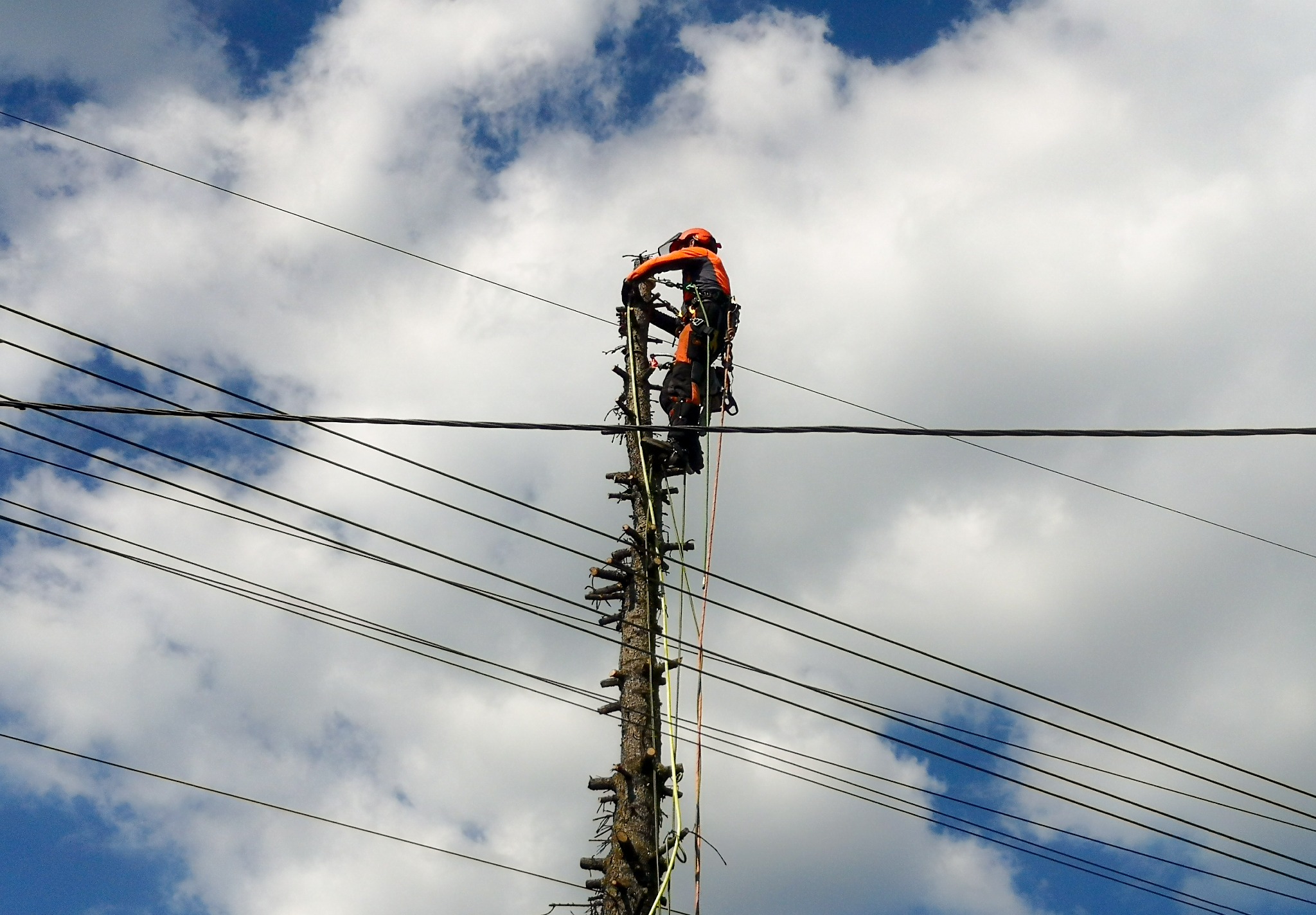 Wycinka w sąsiedztwie przewodów energetycznych