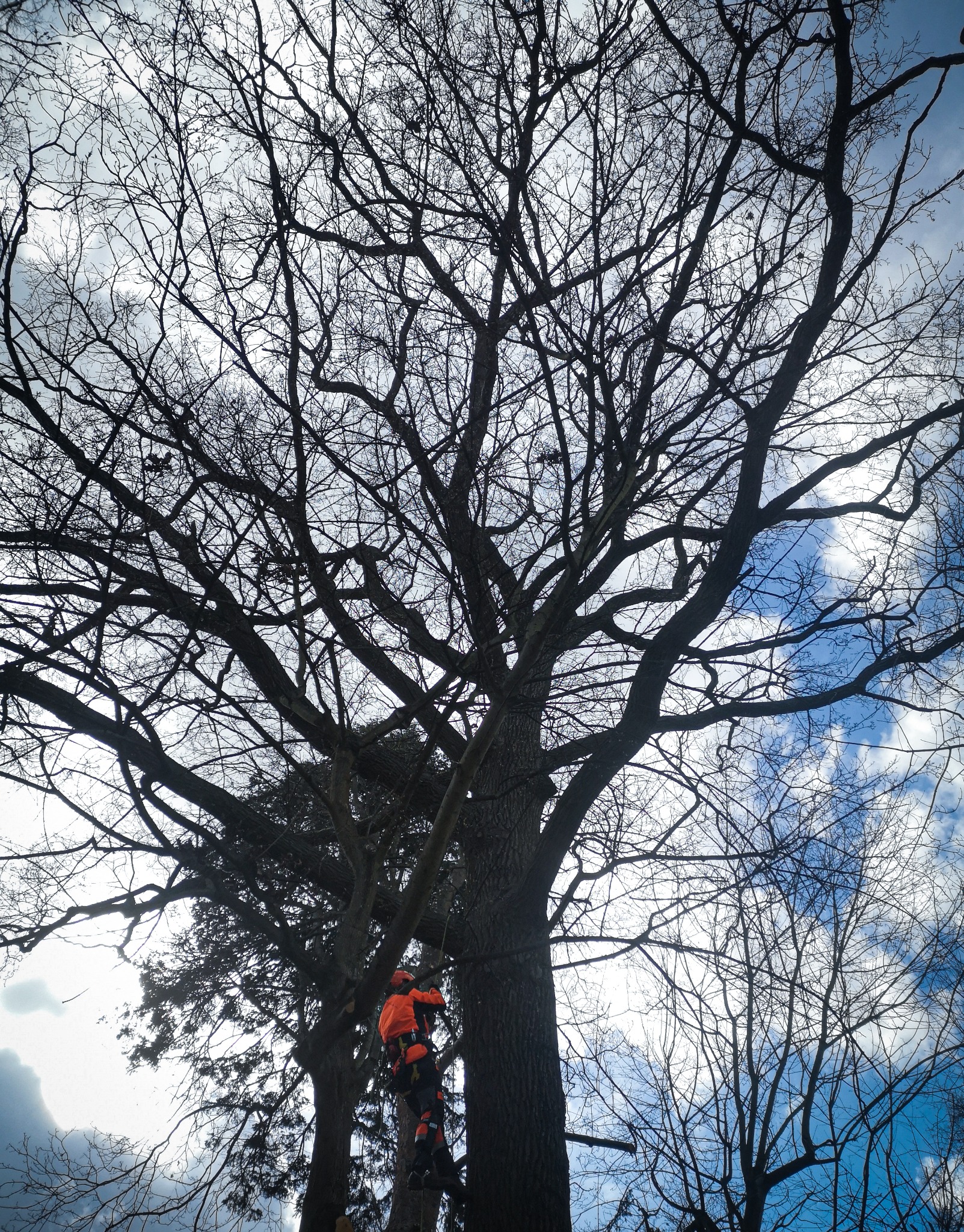 Pielęgnacja drzew klasy pomnikowej