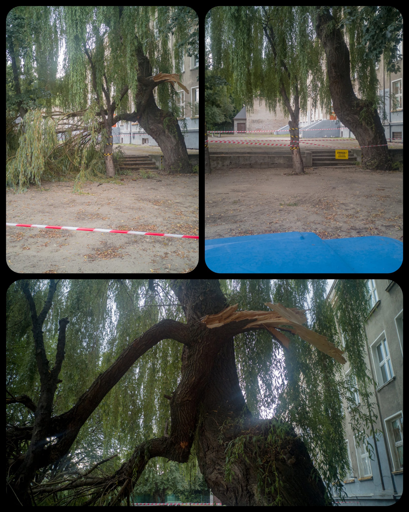 Usuwanie złamanych konarów