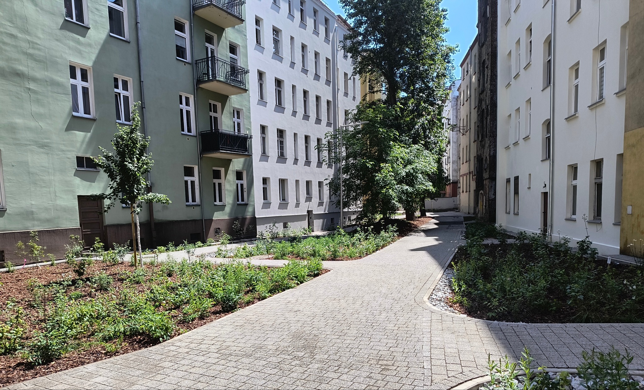 Ścieżka z kostki brukowej prowadząca między budynkami, z nowymi nasadzeniami roślin, Wrocław, ul. Rozbrat. Widok z poziomu gruntu.