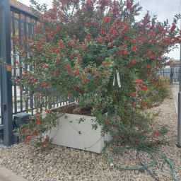 AMADEUSZ PIETRZAK FIDELIUS - Krzew z czerwonymi owocami w betonowej donicy, ustawiony na kamieniach ozdobnych przy automatycznej bramie wjazdowej.