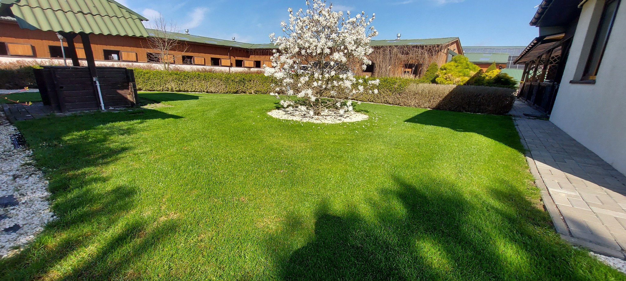 Widok na zadbany trawnik z kwitnącą magnolią na tle budynków z zielonymi dachami i starannie przyciętym żywopłotem.