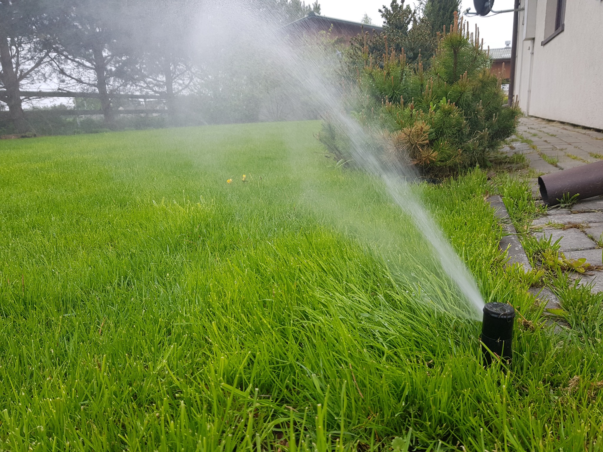 Zraszacz trawnikowy w trakcie pracy, spryskujący intensywnie soczystą, zieloną trawę w ogrodzie przydomowym, z widocznym fragmentem budynku i roślinnością w tle.