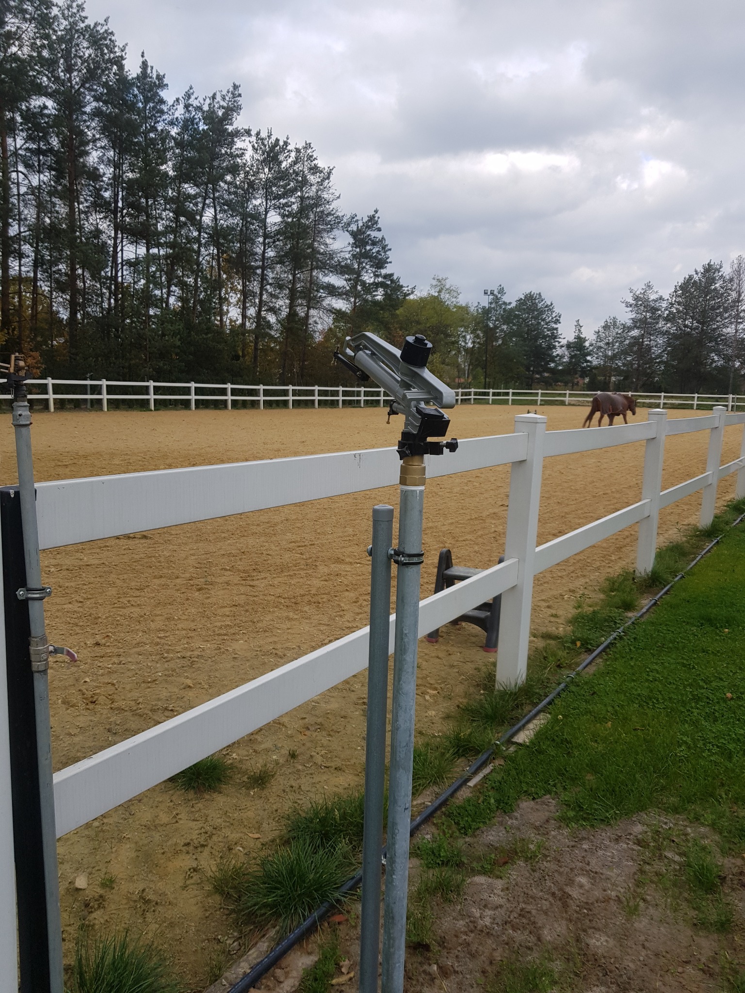 Automatyczny system nawadniania boiska z koniem w tle, widok zza białego ogrodzenia i rosnącej trawy.