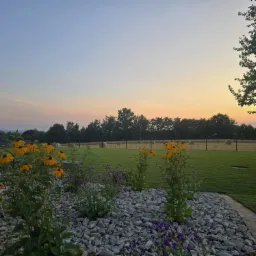 Ogród z rabatą wysypaną szarymi kamieniami, na której rosną żółte rudbekie i fioletowe werbeny, w tle trawnik z balotami siana za czarnym ogrodzeniem, oświetlony ciepłym światłem zachodzącego słońca.