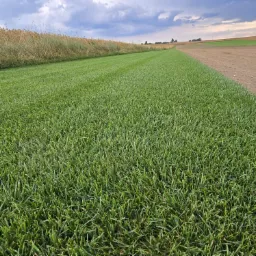 Równy pas świeżo rozłożonej, gęstej trawy z rolki, graniczący z polem dojrzałego zboża i polną drogą pod pochmurnym niebem.