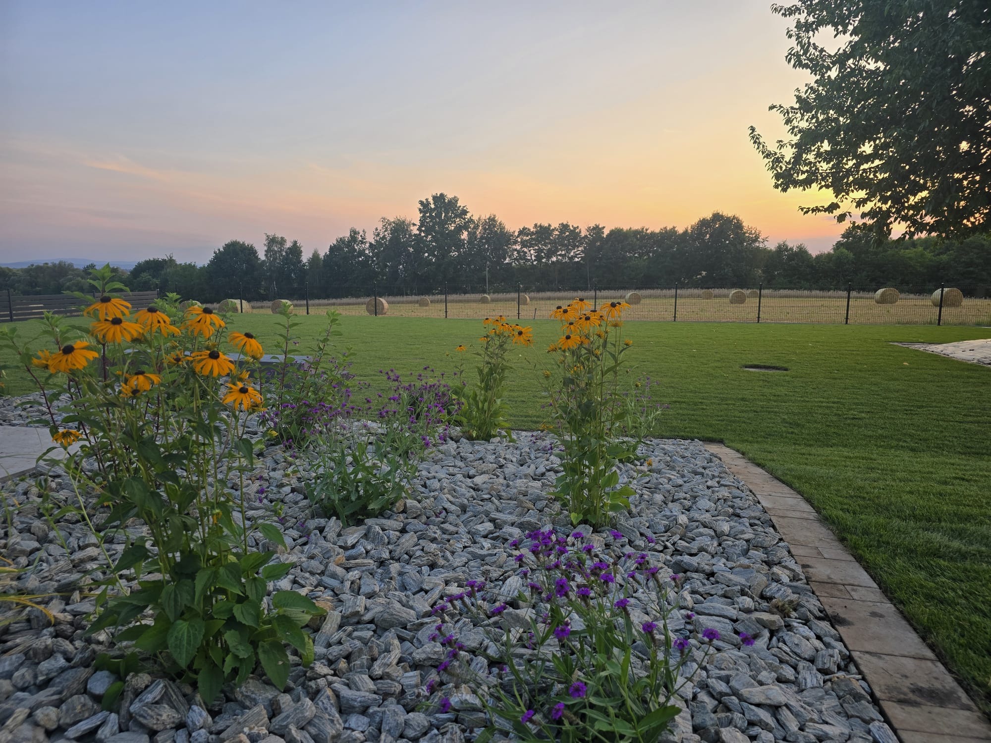 Kwitnące rudbekie i fioletowe werbeny w rabacie wysypanej szarym grysem, obrzeże z jasnej kostki, w tle zielony trawnik, pole ze słomianymi balotami i zachodzące słońce.