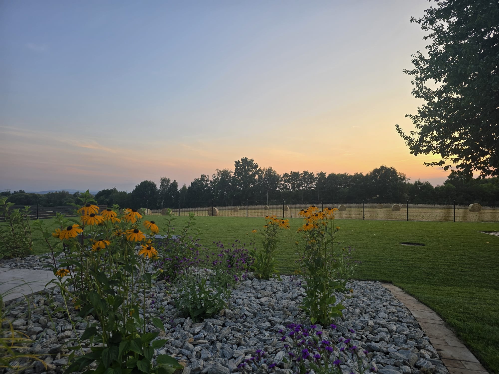 Ogród z rabatą wysypaną szarymi kamieniami, na której rosną żółte rudbekie i fioletowe werbeny, w tle trawnik z balotami siana za czarnym ogrodzeniem, oświetlony ciepłym światłem zachodzącego słońca.