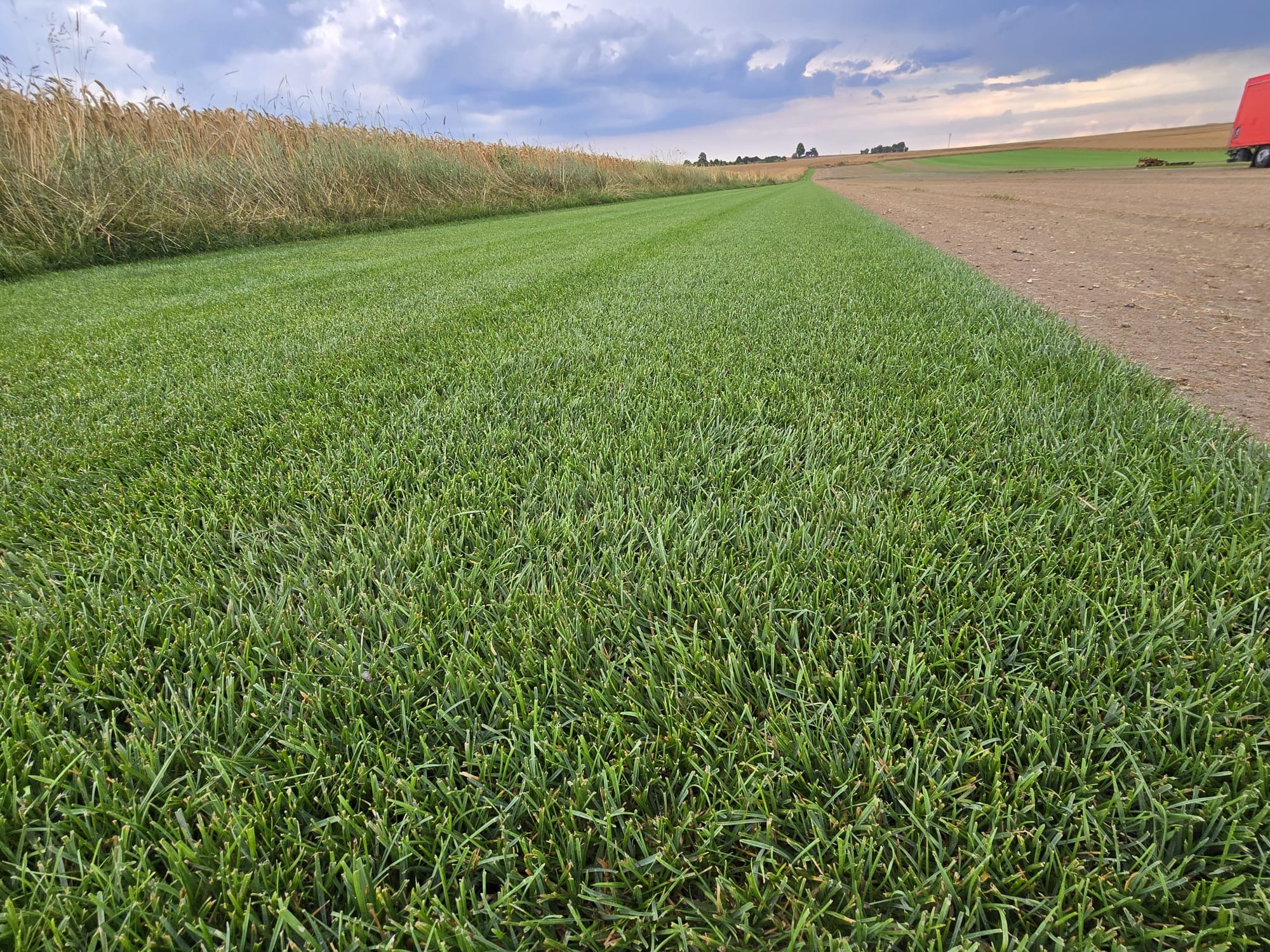 Równy pas świeżo rozłożonej, gęstej trawy z rolki, graniczący z polem dojrzałego zboża i polną drogą pod pochmurnym niebem.