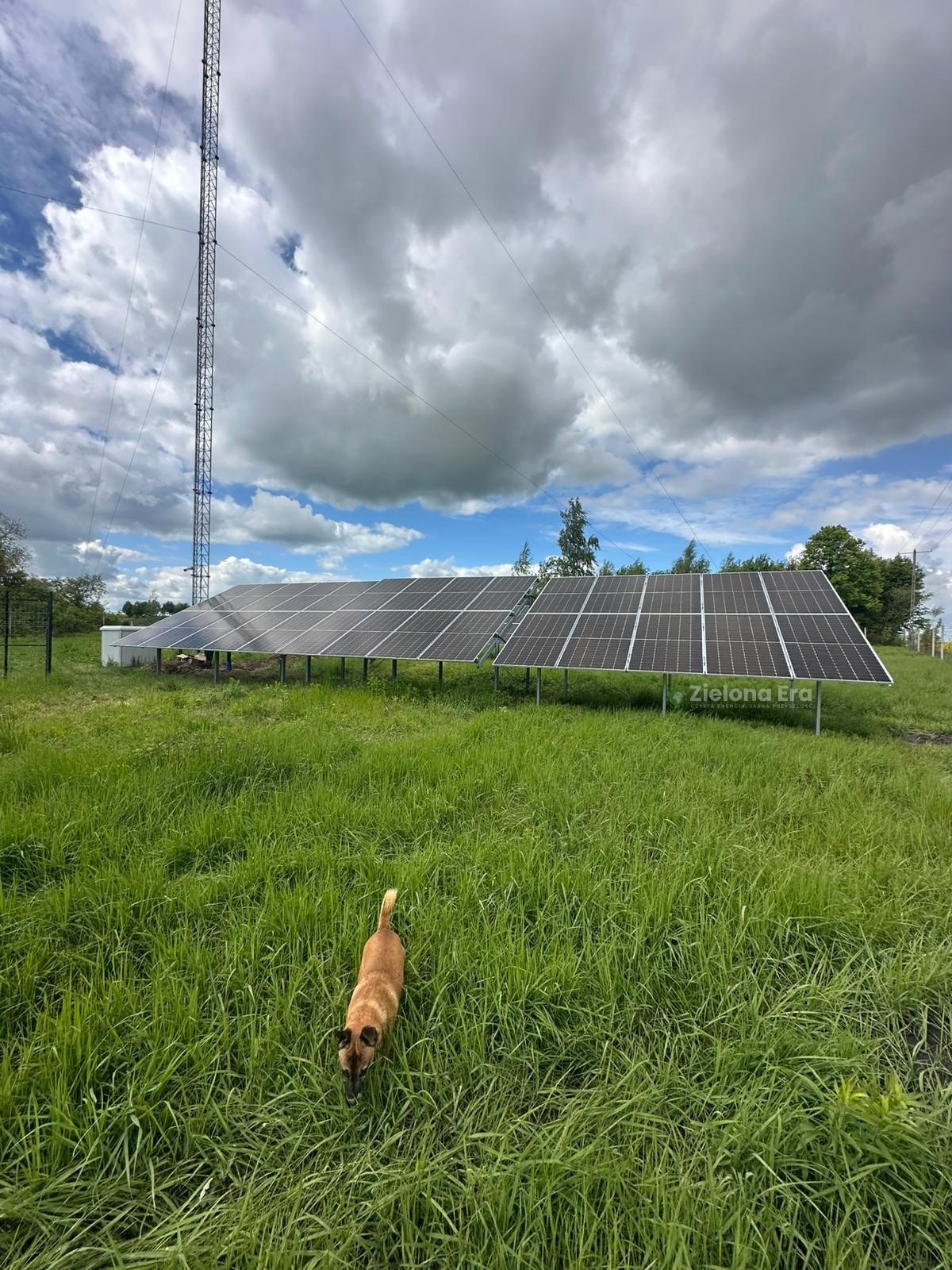 Instalacja paneli słonecznych na łące, widoczna wieża telekomunikacyjna i pies rasy owczarek belgijski malinois. Pochmurne niebo.