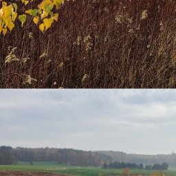 USŁUGI OGRODNICZE SUPER OGRÓD ARIEL SUCHECKI - Jesienny krajobraz z polami, lasem w oddali i suchymi trawami na pierwszym planie. W górnej części kadru widoczne żółte liście na tle brązowych łodyg.