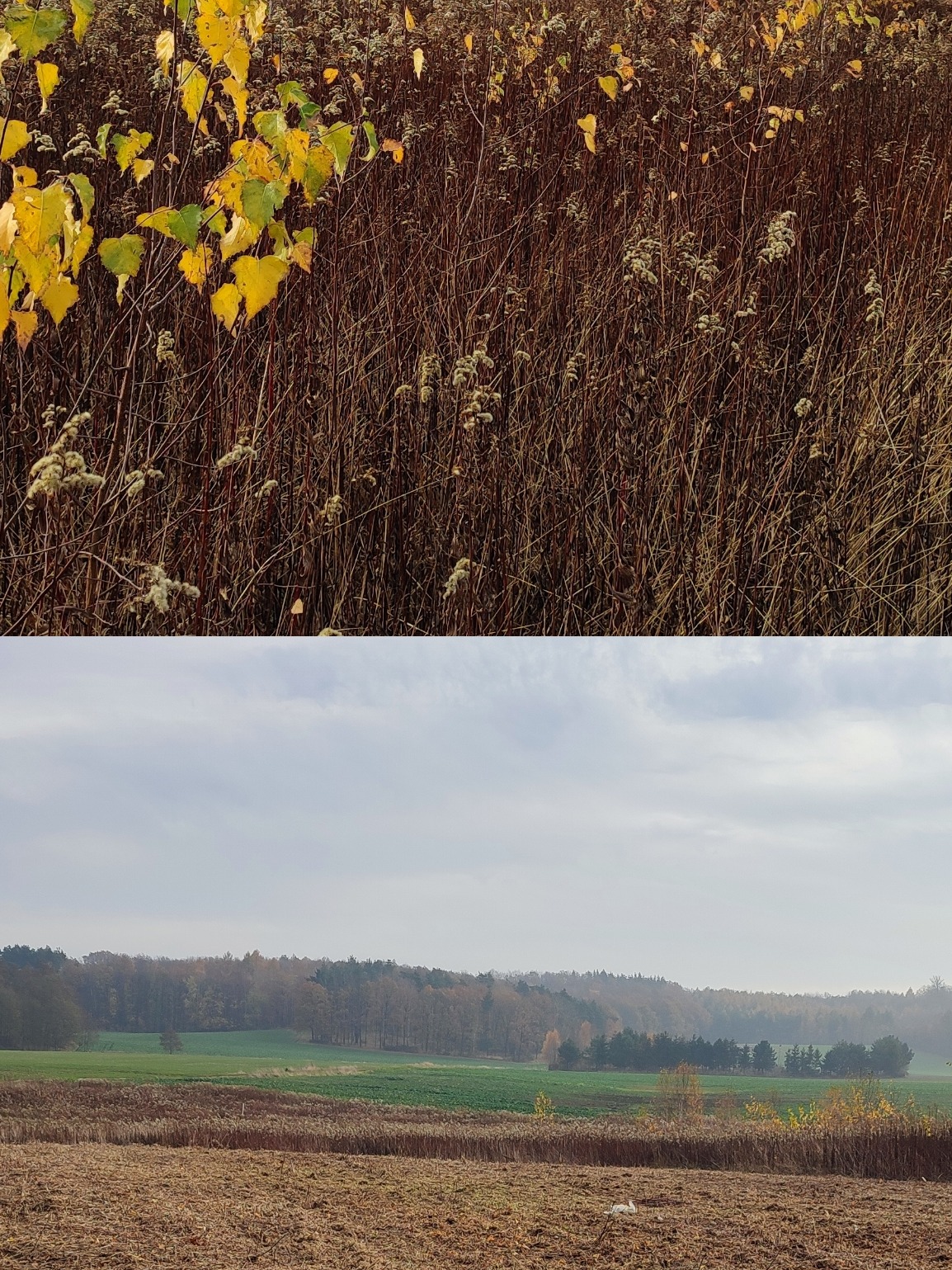 Jesienny krajobraz z polami, lasem w oddali i suchymi trawami na pierwszym planie. W górnej części kadru widoczne żółte liście na tle brązowych łodyg.