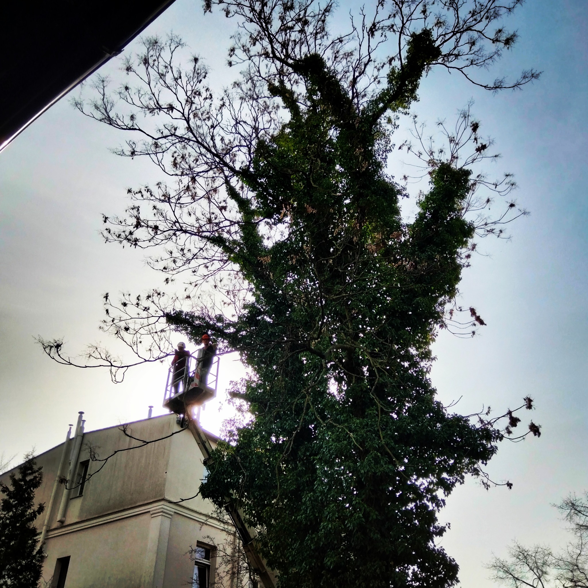 Dwóch pracowników na podnośniku koszowym przy wysokim drzewie porośniętym bluszczem, wykonujących prace pielęgnacyjne na tle budynku.