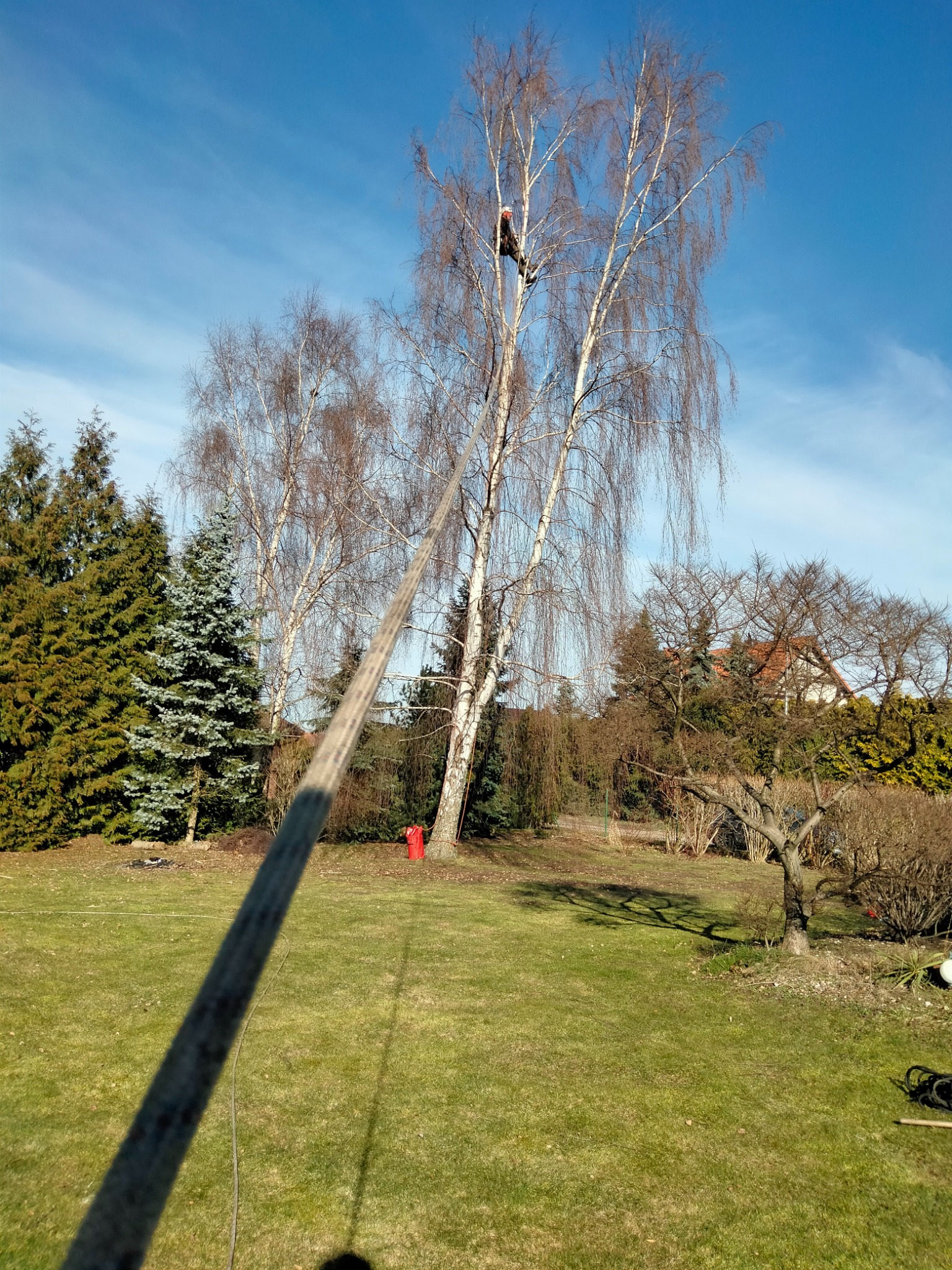 Arborysta w hełmie i uprzęży, w trakcie pracy na wysokiej brzozie bez liści, z użyciem liny, na tle błękitnego nieba i zielonego trawnika.