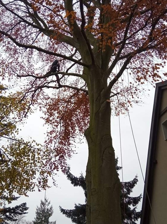Arborysta w uprzęży, przycina gałęzie wysokiego drzewa liściastego z pomarańczowymi liśćmi, liny zabezpieczające, widok z dołu na pochmurne niebo.