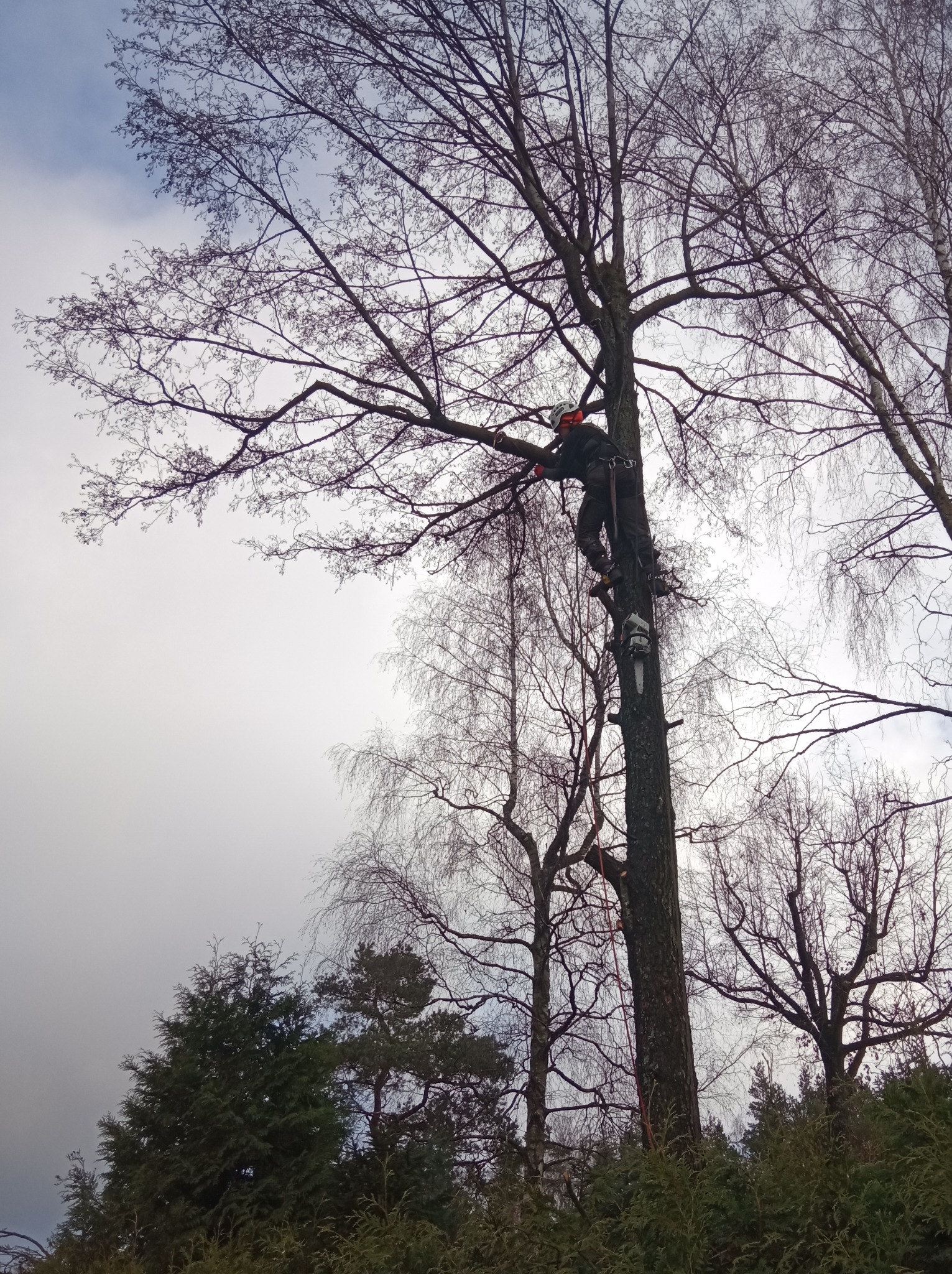 Arborysta w kasku i uprzęży, wspina się na wysokie drzewo bez liści, przycinając gałęzie. Piła łańcuchowa przymocowana do pnia drzewa. Pochmurne niebo w tle.