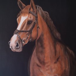 Portret konia malowany farbami akrylowymi o wymiarach 50/70. Malowany dla siebie z pasji do koni. 