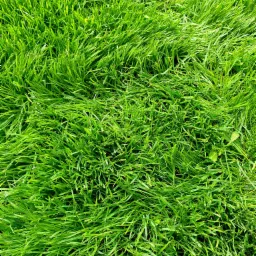 Gęsta, soczysta, jasnozielona trawa, widok z góry, z pojedynczymi liśćmi chwastów.